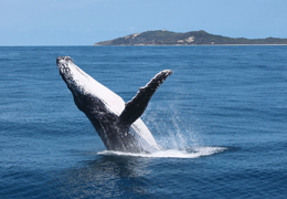 Tangalooma Whale Watching Tours