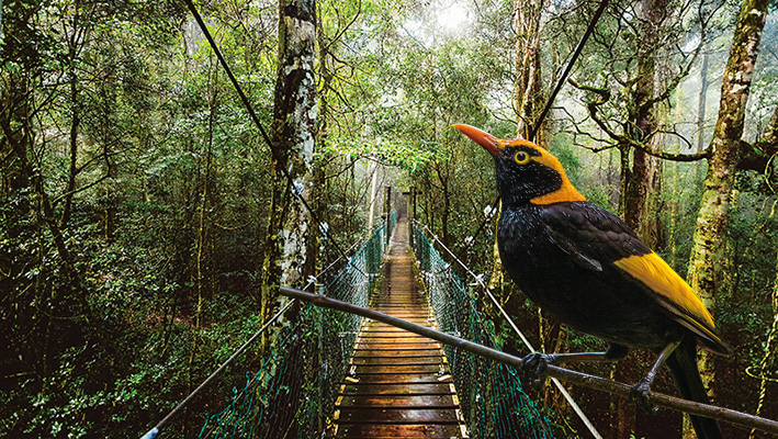 Lamington National Park Map